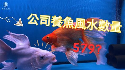 魚 數量 風水|【魚要養幾隻比較好】家裡養幾條魚財運好？養單數吉利還是雙數？